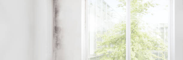 Best HVAC Mold Inspection and Cleaning  in Bromley, KY