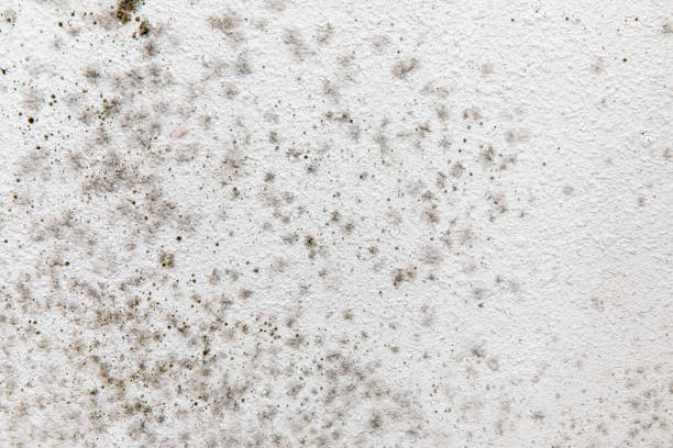 Best Attic Mold Removal  in Bromley, KY