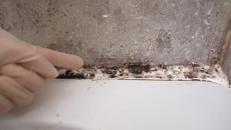 Best Forensic Mold Investigation  in Bromley, KY
